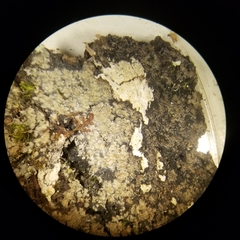 Fuscopannaria sorediata