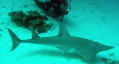 Rhynchobatus australiae