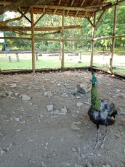 Pavo muticus