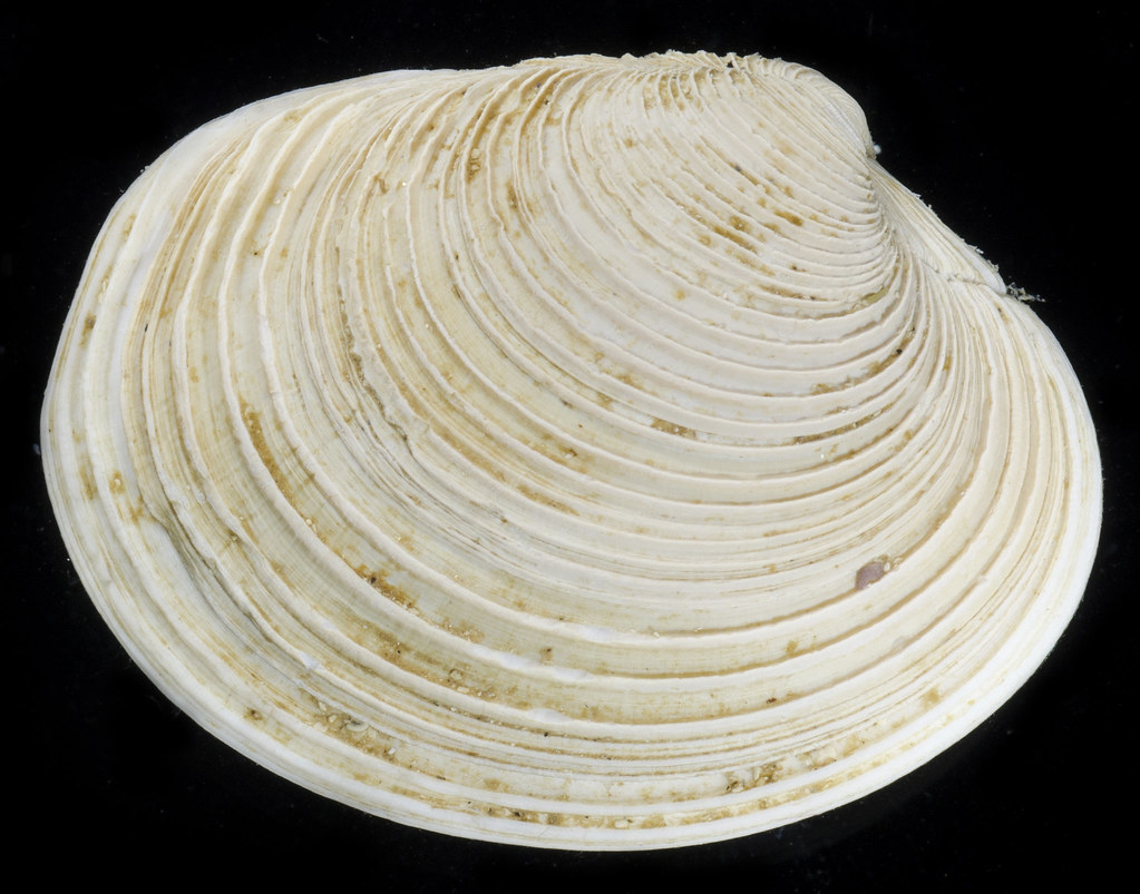 Humilaria