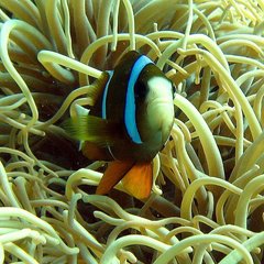 Amphiprion