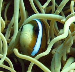 Amphiprion