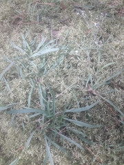 Gypsophila fastigiata