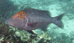 Lethrinus miniatus