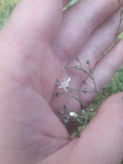 Gypsophila fastigiata
