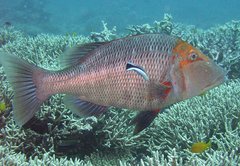 Lethrinus miniatus