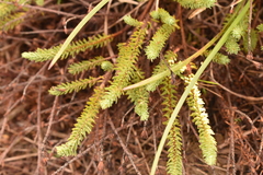 Thymelaea coridifolia