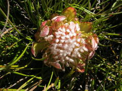 Protea montana