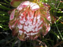 Protea montana