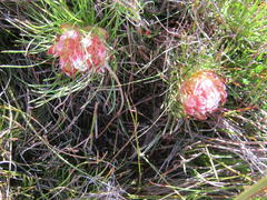 Protea montana