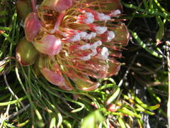 Protea montana