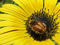 Lepithrix pseudolineata