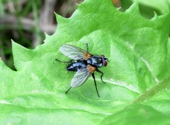 Thelaira nigripes