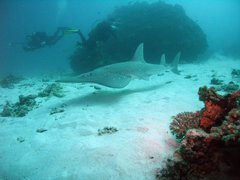 Rhynchobatus australiae