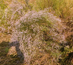 Limonium platyphyllum