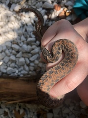 Clonophis kirtlandii