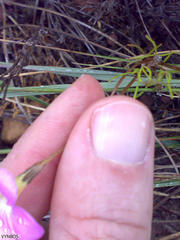 Oxalis polyphylla polyphylla