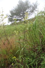 Inula linariifolia