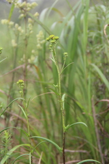 Inula linariifolia