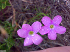 Oxalis polyphylla polyphylla