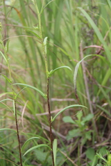 Inula linariifolia