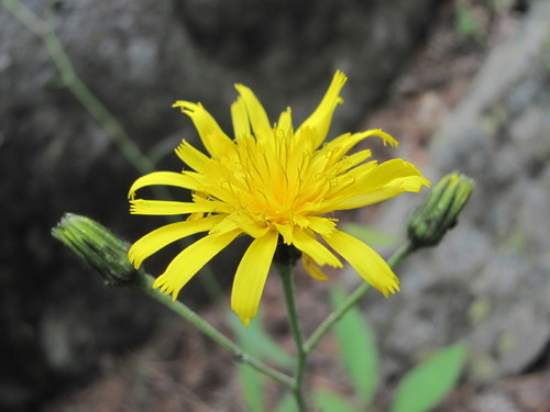 Verspreid havikskruid (Hieracium sparsum)