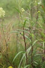 Inula linariifolia