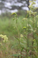 Inula linariifolia
