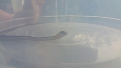 Dispholidus typus typus