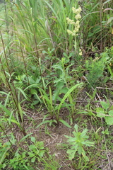 Inula linariifolia