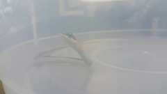 Dispholidus typus typus