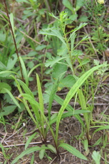 Inula linariifolia