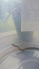 Dispholidus typus typus