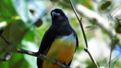Trogon citreolus