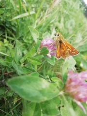 Hesperia comma
