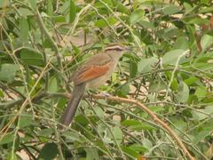Tchagra australis