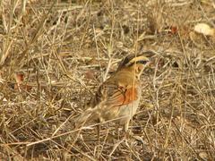 Tchagra australis