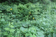 Ligularia splendens