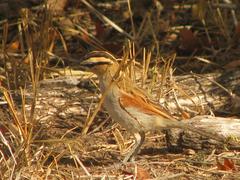 Tchagra australis