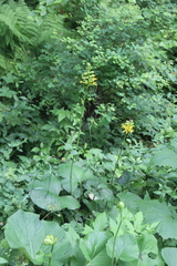 Ligularia splendens