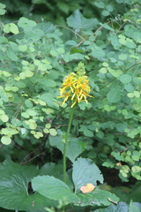 Ligularia splendens