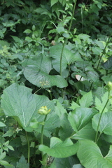 Ligularia splendens