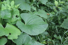 Ligularia splendens
