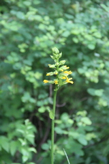 Ligularia splendens