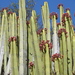 Euphorbia - Photo (c) sergioc, alguns direitos reservados (CC BY-NC)