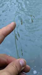 Vahlodea atropurpurea