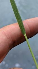 Vahlodea atropurpurea