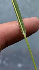 Vahlodea atropurpurea