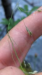 Vahlodea atropurpurea