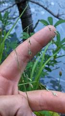 Vahlodea atropurpurea